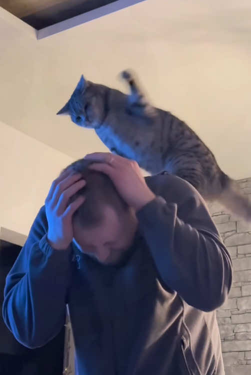 Cat:Be careful 😼😼. #funnyvideos #fyp #pet #foyou #cat #PetsOfTikTok #funnycat #cute 