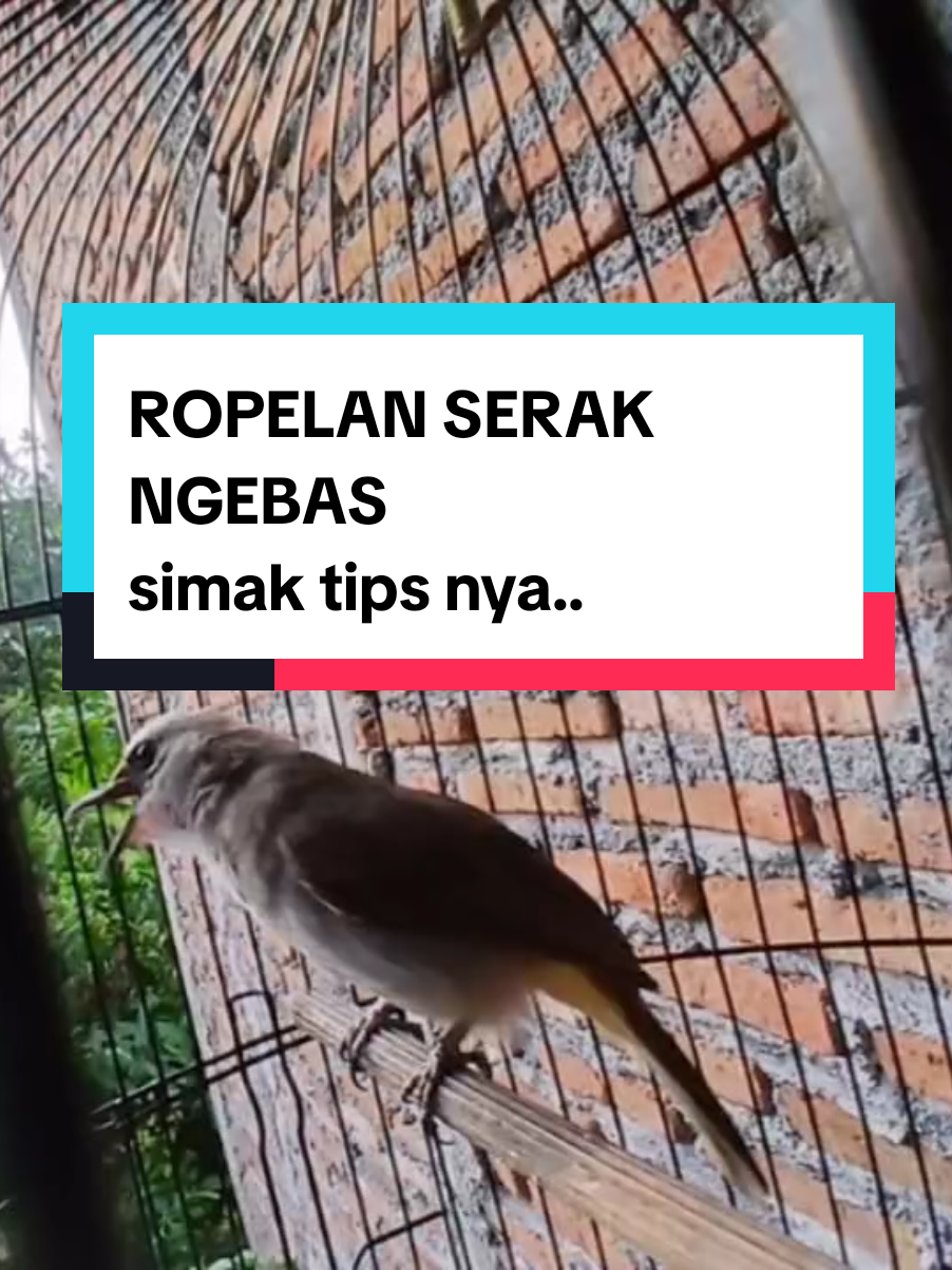 tips biar trucuk belajar ropel 1.taruh dibelakang sampingrumah yang sepi 2.masteri ropelan dari dalam rumah pelan 3.jika mau bunyi apapun itu langsung kasih ef yg banyak sebagai bonus 4.dengan itu trucuk akan semakin nambah durasi ropelnya jika merasa dimanjakan Suara ropel serak ngebas syahdu seperti ini yang sudah jarang didengar #trucukanropel #trucukgacor #trucukanmania #fyp #videoviral 
