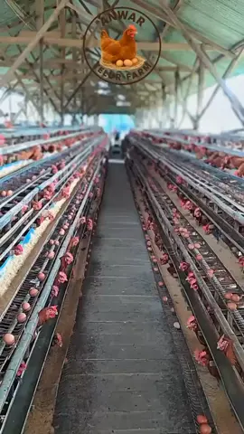 emang bisa modal kecil, untung besar? bisa dong, yuk join kemitraan peternakan ayam petelur. PT. ANWAR TELUR FARM, Kemitraan aman, amanah dan terpercaya. sistem bagi hasil nyata dan transparan#masukberanda #peternakmuda #bisnisonline #bisnisviral #fyppppppppppppppppppppppp 