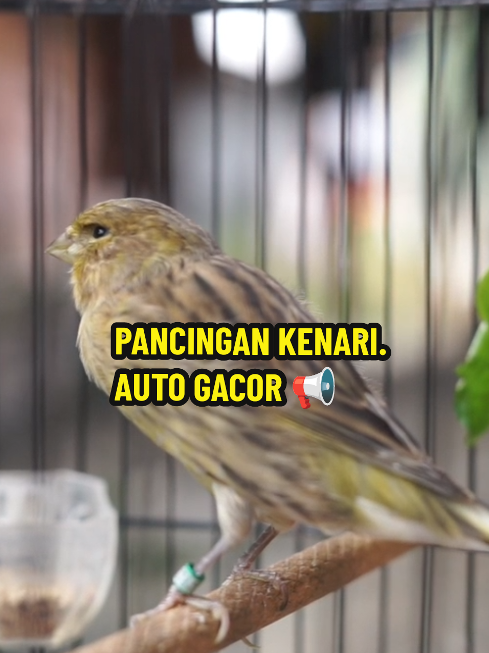 Pancingan burung kenari, biar cepat gacor, kenari paud biar aktif ngriwik, auto pasti nyaut. kenari pejantan yang susah kawin bisa di coba nih pake suara ini. #pancingankenari #pancingankenaripaud #burungkenari #kenarigacor #pancingankenarimacet 
