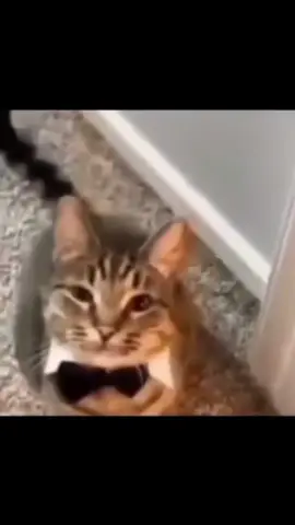 the music is peak 🥹 #catcore #catsoftiktok #cat #undertale #fyp 