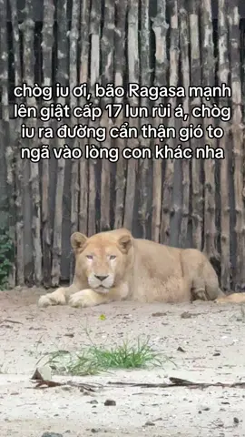 Bão Ragasa tới rùi chòg iu ra đường cẩn thận nhaaa #GreenCreator #VinWonders #dulich #xh #fyp 