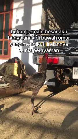 selamat sore temen teman #fyp #ayambangkokindinesia #ayambangkoksuper #ayambangkokklasik 