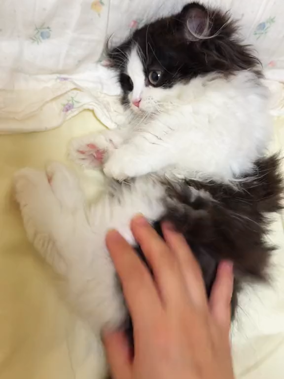 Que gatinho mais bravo. #Gatíneo #FofoÉPouco #BebêsGatos #GatinhoAmigo