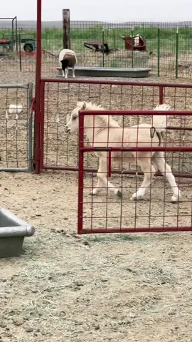 Happy Mini Horse #minihorse #cute #horse #fypage #animals #farmlife 