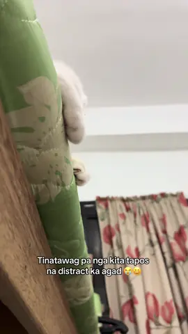 May nakita nanaman na butiki to 😆#catsoftiktok #cats #fyp #newtiktok #cutecat #fypage 