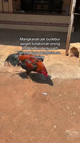 Senekah enggi #fypp #salamsatuhobi🐓 #lewatberandafyp 