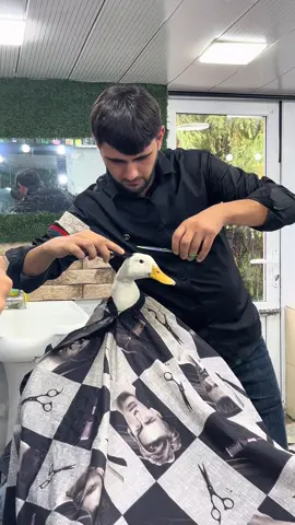 Nece alinib ordeyinin saci😂🦆