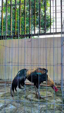 Blackbull 🐕‍🦺#fyp #flypシ #galarooster #pakhoy #trad #panat #mangon #pama #peternakmuda #peternaksapiindonesia #xyzabc #trendingtiktok 