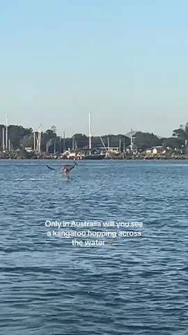 #fyp #australia #kangaroo #onlyinaustralia 