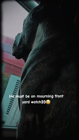 #canecorso  #mourningwatch  #hehasmecovered 