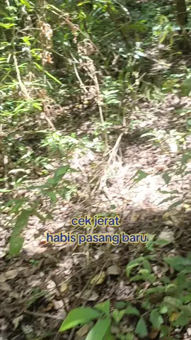 pasang baru lagi yang kemarin ada tukang gondol #jerat #ayamhutan #ayam #ayamhias #dijamincuan 