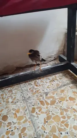 طير مال ابو صكر