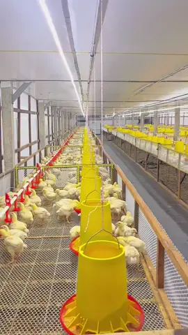 This broiler farm is designed with an elevated platform and an affordable conveyor system that makes waste management simple and efficient. ✅ Droppings fall through slots onto the conveyor, which can be rolled out manually for easy removal. ✅ No more spending heavily on wood shavings. ✅ Reduced disease risks like coccidiosis since birds have no contact with their feces. Cleaner, healthier chickens that grow better. This smart setup saves cost, improves hygiene, and boosts productivity a game-changer for modern broiler farming. #poultry  #africa #farming # #Poultry #agribusiness