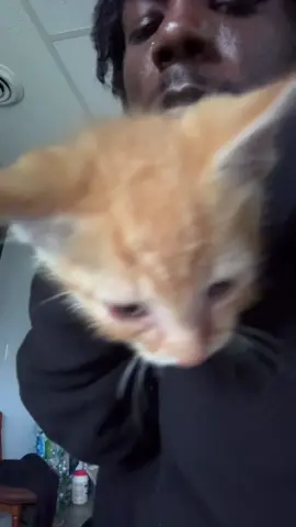 ……. 🤘🏾🤦🏾‍♂️🧡 #catsoftiktok #fyp #cat #catdistributionsystem 