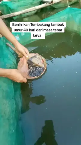 Benih ikan Tembakang yang dederkan di kolam tanah  #kolamtanah  #budidayaikantembakang  #ikantambak #fyp #fawase 