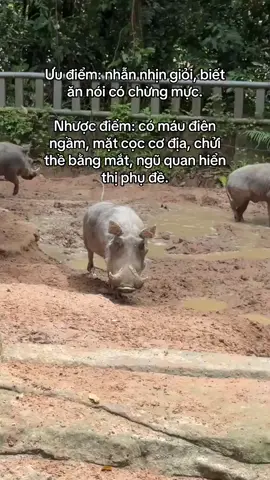 Thì dị đó haha #VinWonders #GreenCreator #dulich #viral #safari 