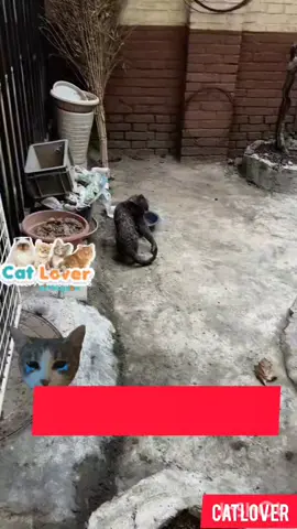 kisah kucing  jalanan yang  cedera di kaki#kucing #cat#selamatkankucing#selamatkankucingjalanan #pencintakucing #pencintakucingindonesia #savecats #selamatkankucing #