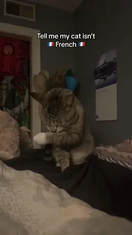 #cat #catsoftiktok #catlover 
