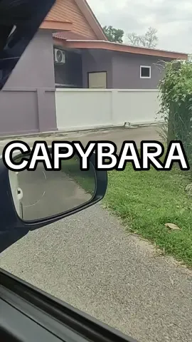Capybara Malaysia #capybara #wildanimals #babi 