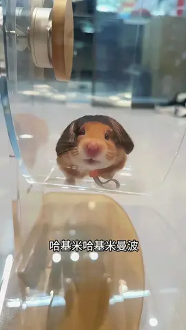 Does this little hamstr look like Zhang Weiyi？#fyp #petlovers #goviral #hamster #goldenbear 