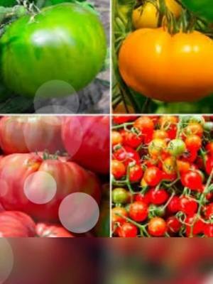 Annie’s Heirloom Seeds