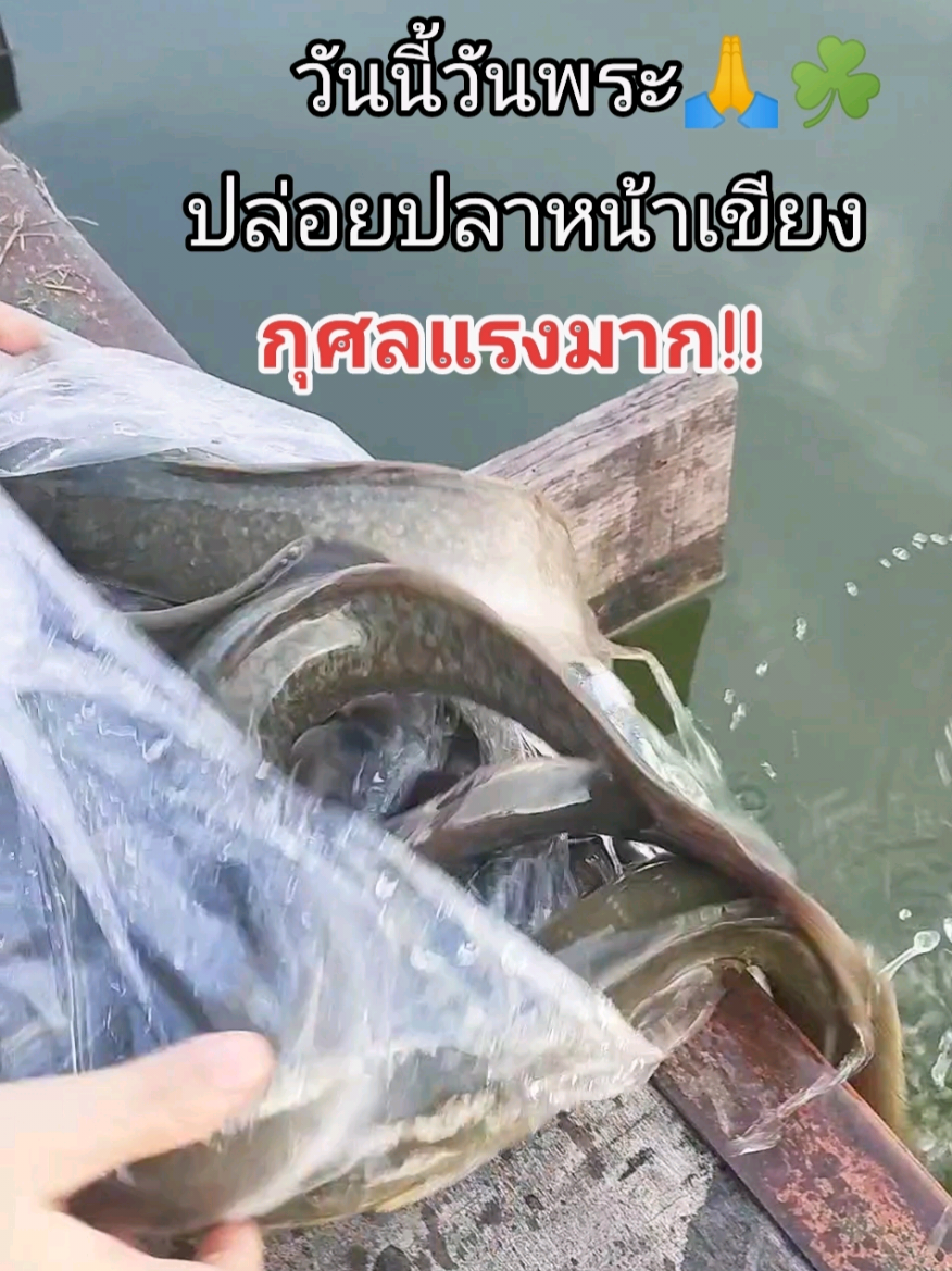 ทำบุญวันพระ #ปล่อยปลาทําบุญ #ปล่อยปลาหน้าเขียง #ทําบุญปล่อยปลา #ทําบุญวันพระ #สะสมบุญ 
