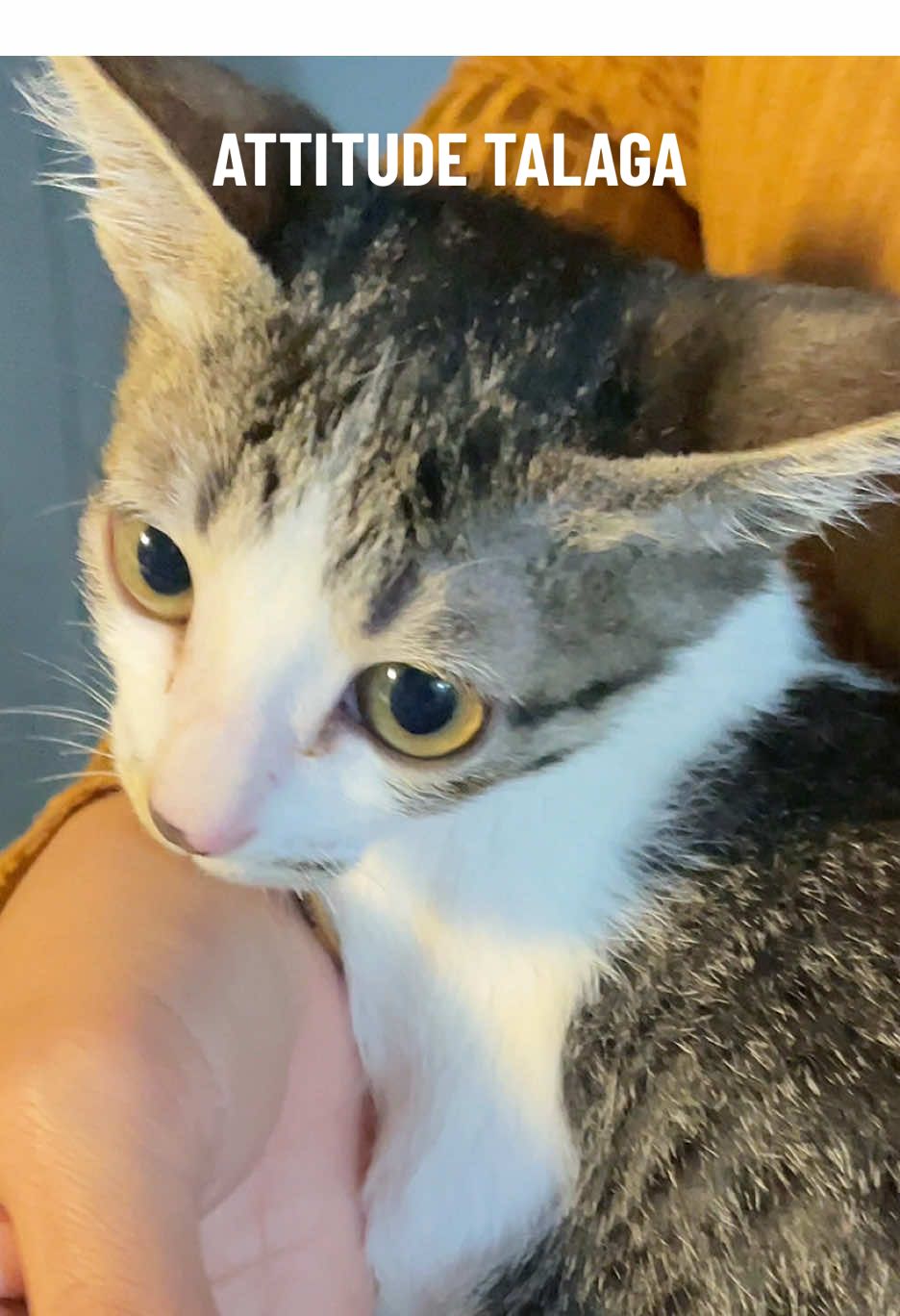 Grabe naman yung attitude mo liit🤣 alert level 10. #liit #funnycat #cutecat 