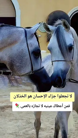 #عبارات #خيل_وخياله🐎 