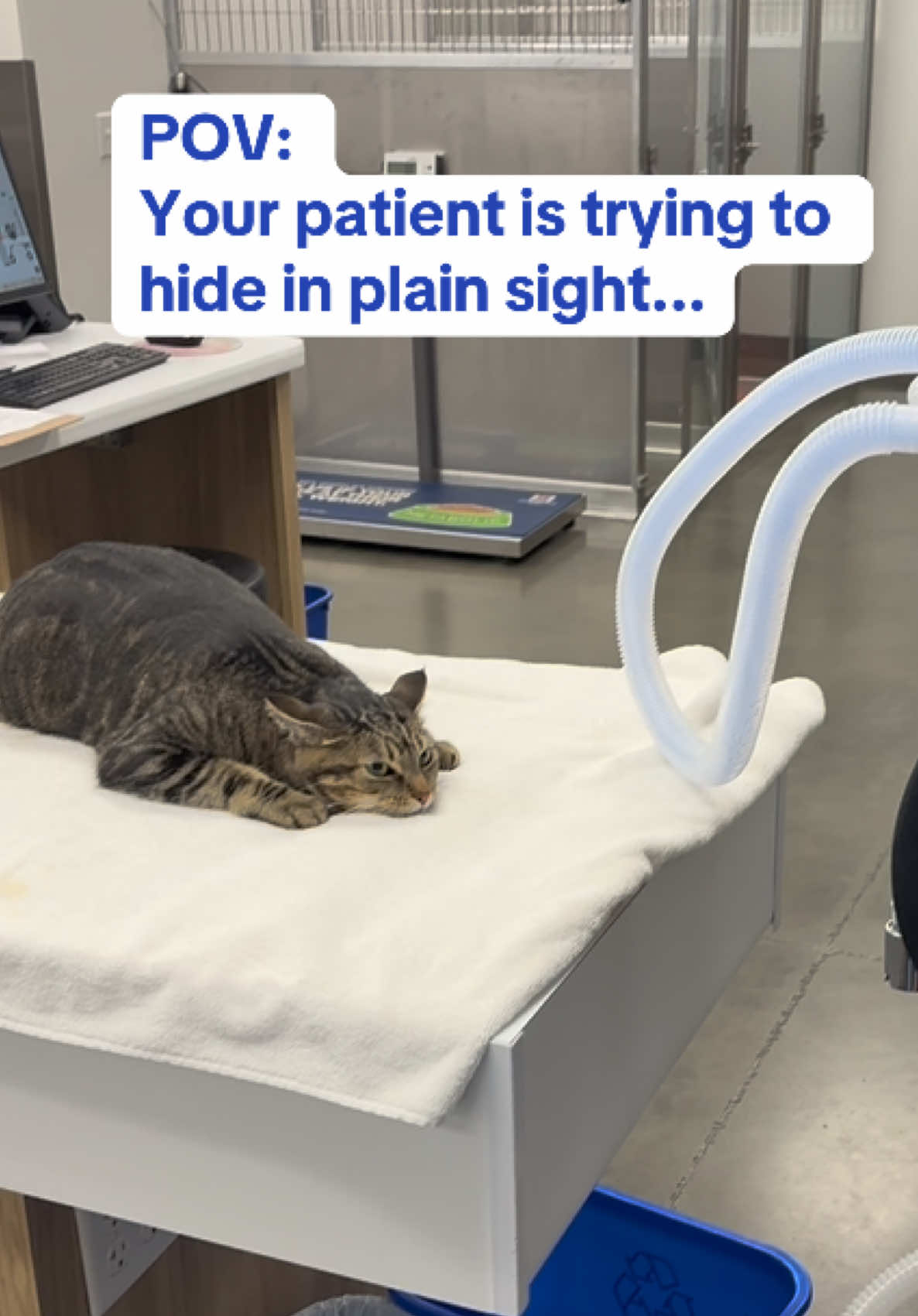 Although we find this funny, since most cats would run away if we left them alone, 
