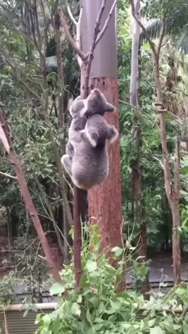 #funny #animals #viralvideo #entertainment #fypシ 