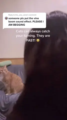 #cat #catsoftiktok #catonaleash #catlover 