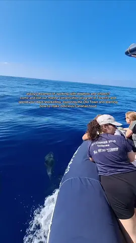 Comment a ‘🐬’ for more info! The Canary Islands are waiting for you 🫶#volunteerabroad #dolphinresearch #volunteerwithdolphins #volunteerwithwhales #whaleresearch     