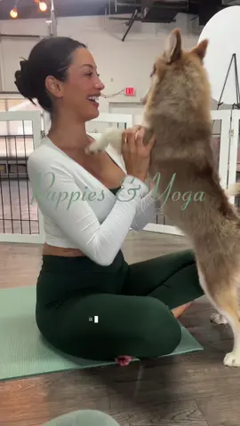 Come to yoga & puppies class with me! @Puppies & Yoga US This is such a fun concept! We had the best time💛🐾  #puppies #puppiesyoga #dateideas #husky #yoga 