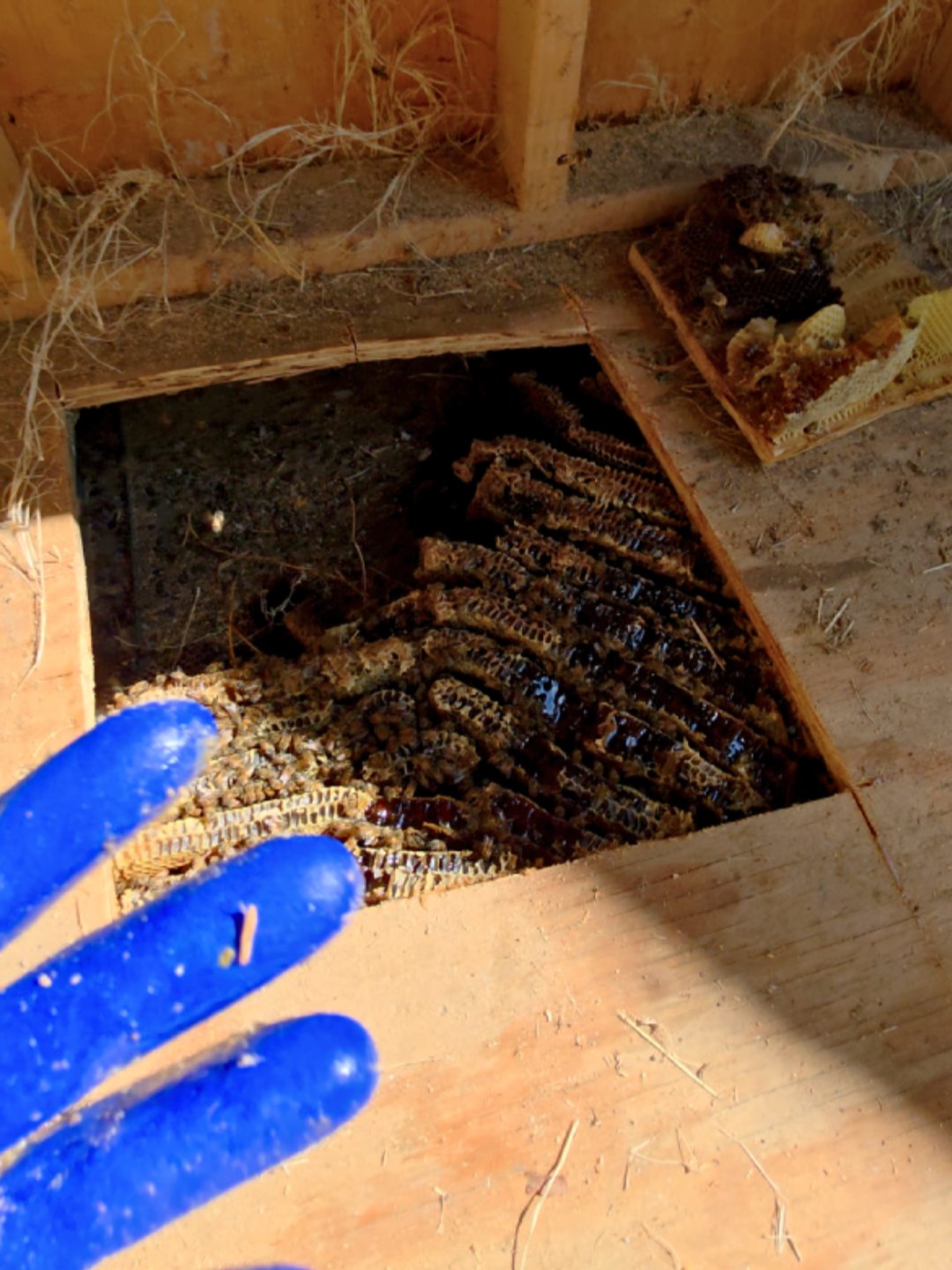 This Oakland beehive was INSANE! 🐝  Every time I thought I reached the end… boom, more honeycomb!  Two hives, tons of bees, and a whole lot of honey. 🍯 📍 Oakland, CA  📞 Safe Bee Removal: 626-487-6052 #BeeRemoval #OaklandCA #SaveTheBees #BeeRescue #EcoFriendly #BeeRelocation #BeekeepingLife #SouthernCalifornia