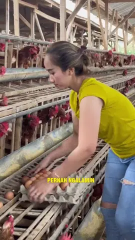 Pernah ngalamin telur ayam sering pecah atau produksinya turun drastis? Aku punya solusi andalannya! Sejak pakai booster ini, produksi telur ayamku naik signifikan. Telur-telurnya jadi besar, cangkangnya kokoh, dan ayamnya kelihatan lebih sehat. #nocboosterpeternakan #vitamalsboosterternak #ayampeterlur #peternakayampetelur 