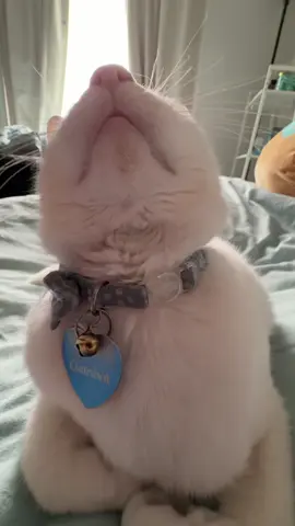 🤨🤨🤨 #catsoftiktok #whitecat #tiktokcat #sillycat #catlove 