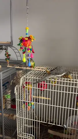 #birdsoftiktok his new toy!! #conure #henry 