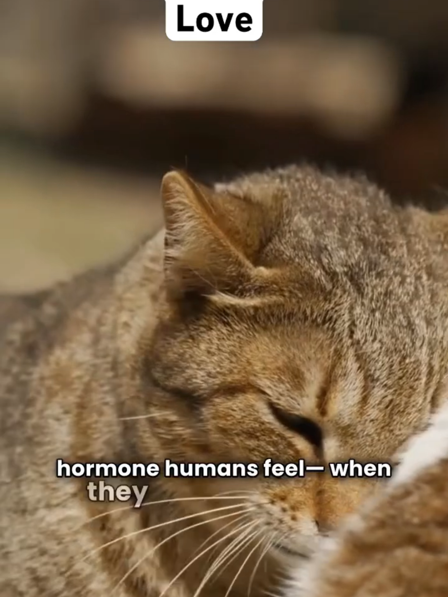 Cats don’t just act cute—they show real unconditional love in ways most people never even notice. From the slow blink that literally means “I trust you,” to head rubs that secretly mark you as family, and even the surprising fact that cats release the same “love hormone” humans do when they cuddle with us—your furry friend might love you more than you think! Watch this video till the end to discover the jaw-dropping ways cats show affection, and if your cat does any of these, share this with another cat lover, hit like, and subscribe for more amazing pet facts that will change how you see your pets forever. 🐾 #Cats #CatLove #CatFacts #CuteCats #CatLovers #FelineLove #CatTok #PetFacts #CatMom #CatDad #CatsOfTikTok #FunnyCats #ViralPets #CatReels #AnimalFacts