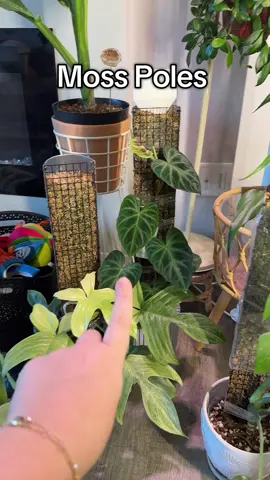 The best moss poles that come already constructed and ready for your plants! @Britney’s Urban Oasis 🌱 #mosspole #plants #monstera #climbingplants 