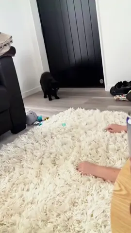 Try not to laugh 😂😂😂 #animals #dog #pet #haha #cat 
