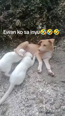 #catsoftiktok #cats #fyppppppppppppppppppppppp #catlovers #