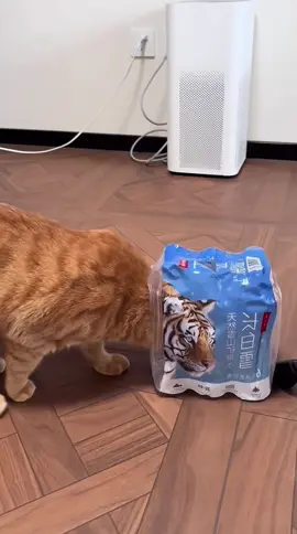 The cat turned into a tiger#cat #tiger 