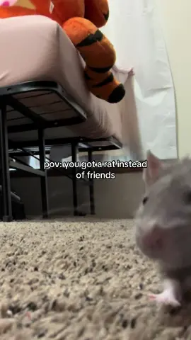 he’s the sweetest boy ever and I WILL be getting another rat, don’t worry!  #fypシ #ratsoftiktok #petrats #ihatepeople #draft 