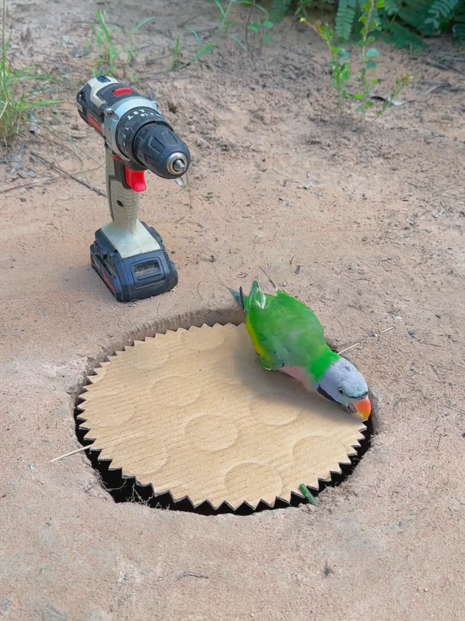 Easy Effective Wonderful Parrot Trap That Works #shorts