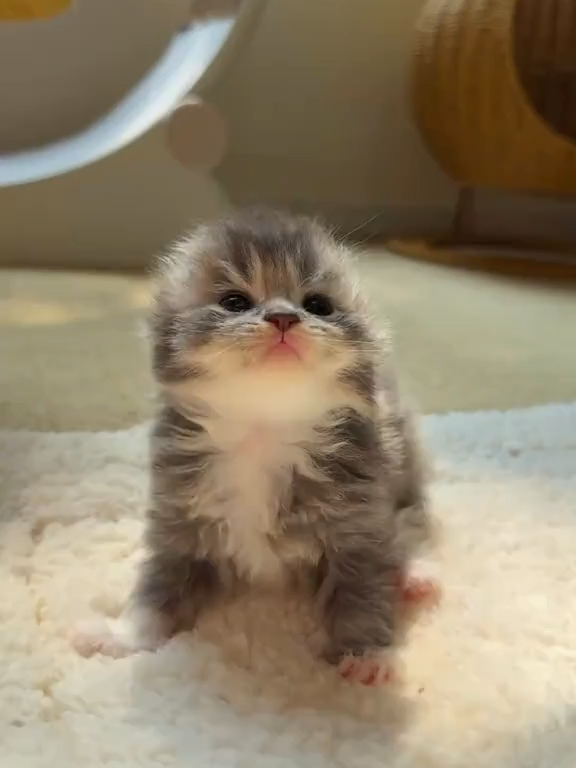 Cat hardware, dog software 😆😆😆#cat #cats #catlover #catsoftiktok #babycat #catbaby #kitten #neko #猫 #ねこ