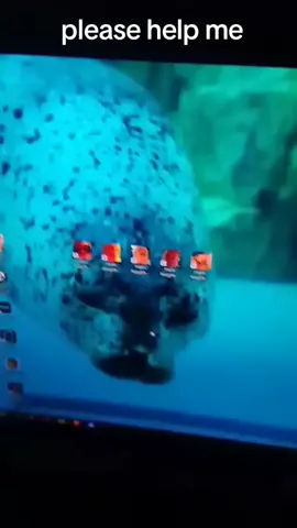 they won't leave #seal #fyp #seals #sealsoftiktok 