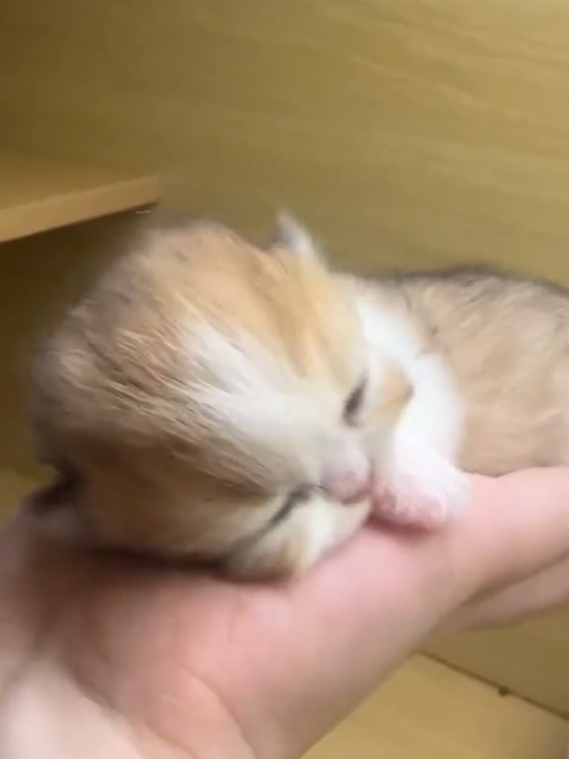 Babay cat 🥰#cat #cats #catlover #catsoftiktok #babycat #catbaby #kitten #neko #猫 #ねこ