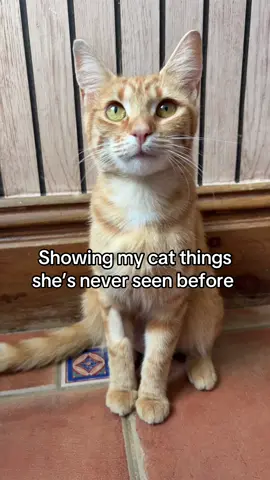 Had to educate her #pets #viral #trend 