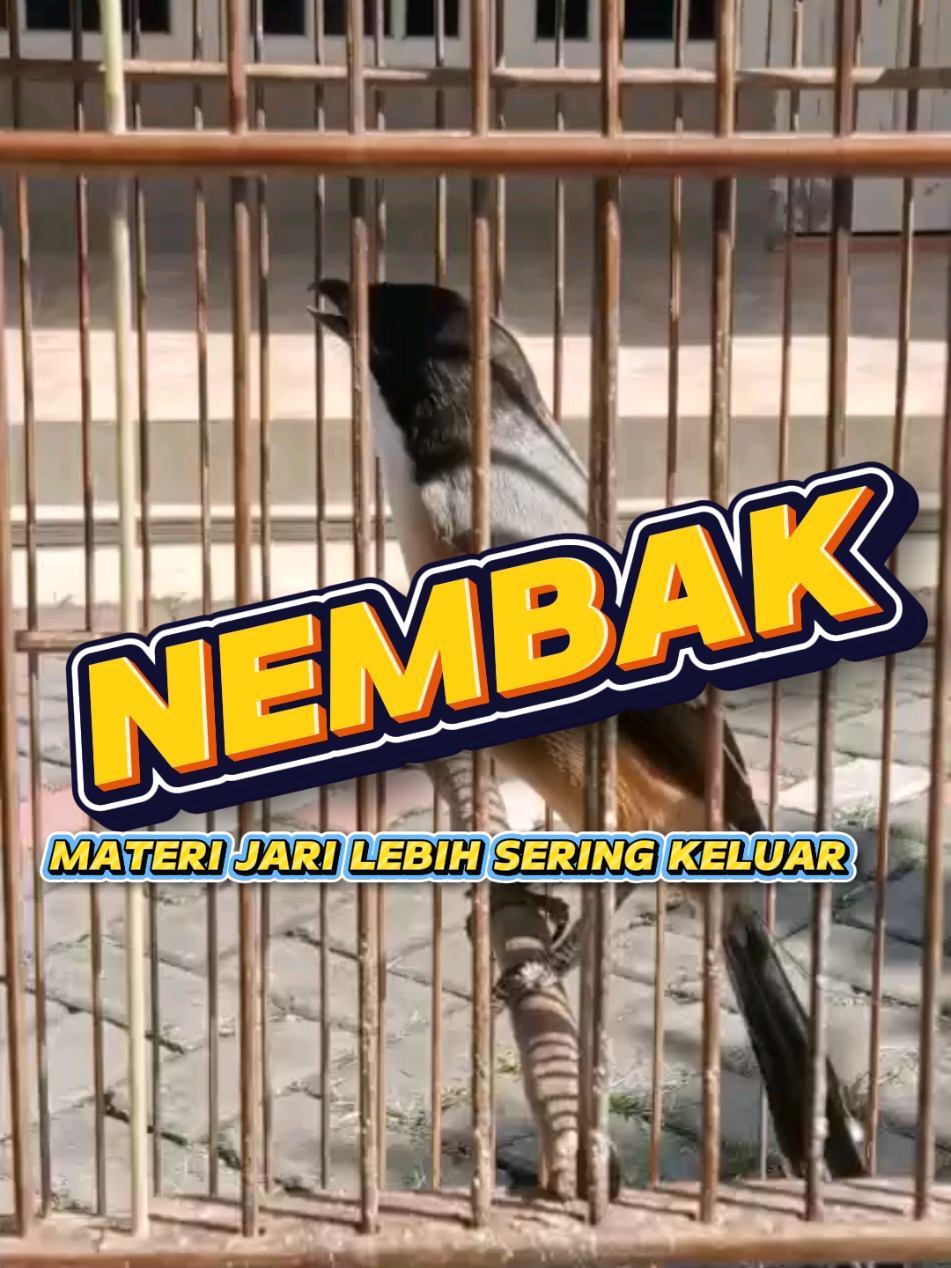 nembak materi jadi lebih sering setelah burung cendet ini di kasih jamu kicau dengan extra akar